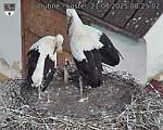 Capi_Dubne_20250721_082502.jpg