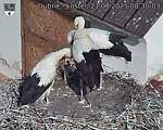 Capi_Dubne_20250721_083003.jpg