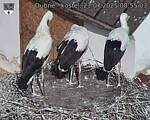 Capi_Dubne_20250721_085503.jpg