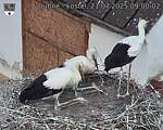 Capi_Dubne_20250721_090002.jpg
