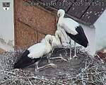 Capi_Dubne_20250721_090503.jpg