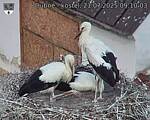 Capi_Dubne_20250721_091004.jpg