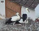 Capi_Dubne_20250721_091502.jpg