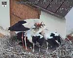 Capi_Dubne_20250721_092003.jpg