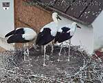 Capi_Dubne_20250721_092502.jpg