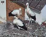 Capi_Dubne_20250721_094502.jpg