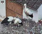 Capi_Dubne_20250721_095002.jpg