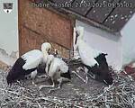 Capi_Dubne_20250721_095503.jpg