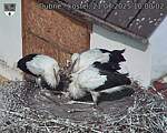 Capi_Dubne_20250721_100002.jpg