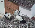 Capi_Dubne_20250721_100503.jpg