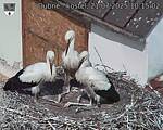 Capi_Dubne_20250721_101502.jpg