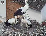 Capi_Dubne_20250721_102003.jpg