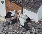 Capi_Dubne_20250721_102502.jpg