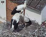Capi_Dubne_20250721_104003.jpg