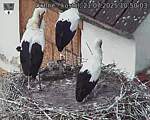 Capi_Dubne_20250721_105003.jpg