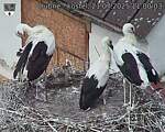 Capi_Dubne_20250721_110003.jpg