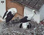 Capi_Dubne_20250721_110502.jpg