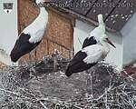Capi_Dubne_20250721_112002.jpg