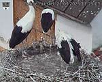 Capi_Dubne_20250721_112503.jpg