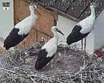 Capi_Dubne_20250721_120003.jpg