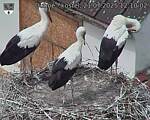 Capi_Dubne_20250721_121002.jpg