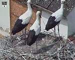 Capi_Dubne_20250721_121502.jpg
