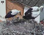 Capi_Dubne_20250721_122003.jpg