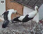 Capi_Dubne_20250721_123502.jpg