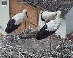 Capi_Dubne_20250721_125002.jpg