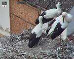 Capi_Dubne_20250721_130503.jpg