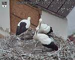 Capi_Dubne_20250721_132003.jpg