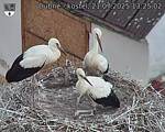 Capi_Dubne_20250721_132502.jpg