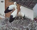 Capi_Dubne_20250721_133003.jpg