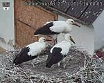 Capi_Dubne_20250721_140003.jpg