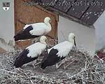 Capi_Dubne_20250721_140502.jpg