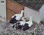 Capi_Dubne_20250721_141003.jpg
