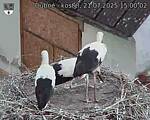 Capi_Dubne_20250721_150002.jpg