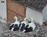 Capi_Dubne_20250721_152003.jpg