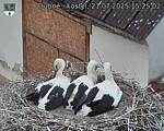 Capi_Dubne_20250721_152502.jpg