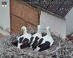 Capi_Dubne_20250721_153003.jpg