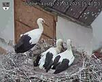 Capi_Dubne_20250721_154003.jpg