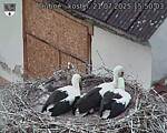 Capi_Dubne_20250721_155003.jpg