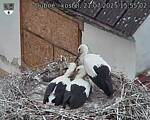 Capi_Dubne_20250721_155502.jpg