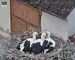 Capi_Dubne_20250721_160502.jpg