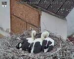 Capi_Dubne_20250721_161003.jpg