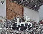 Capi_Dubne_20250721_161502.jpg
