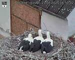 Capi_Dubne_20250721_165002.jpg