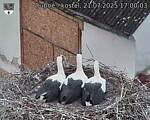 Capi_Dubne_20250721_170003.jpg