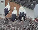 Capi_Dubne_20250721_174003.jpg