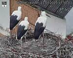 Capi_Dubne_20250721_175003.jpg